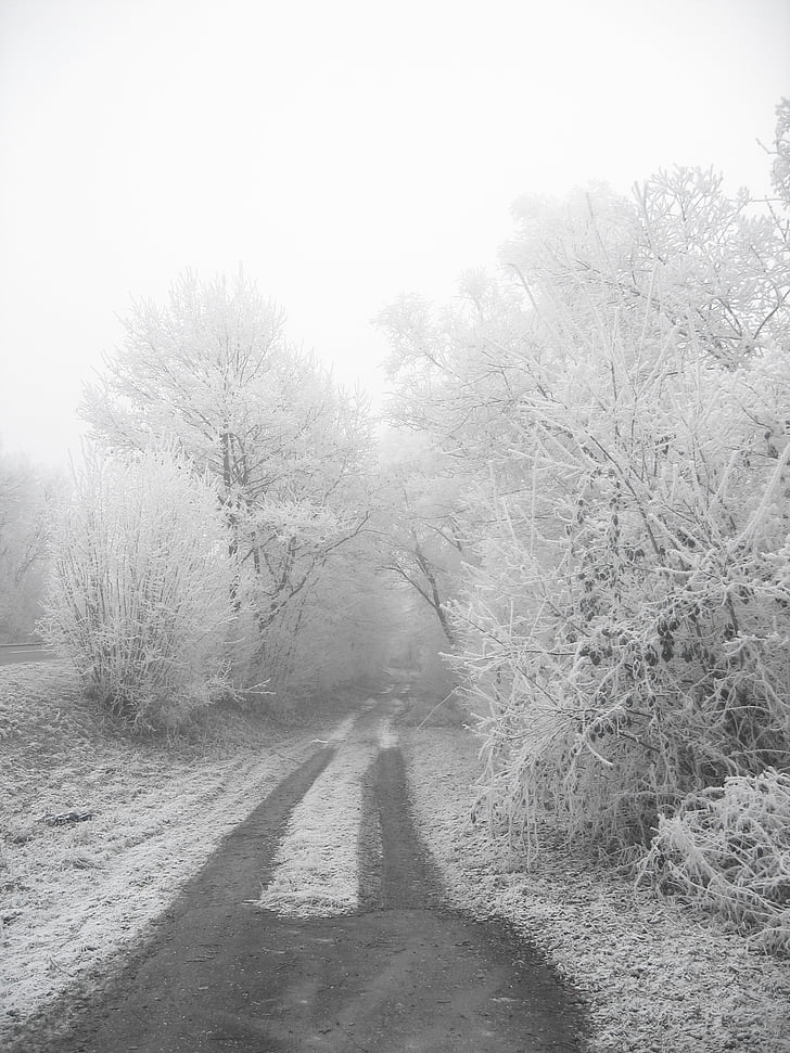 mùa đông, sương muối, lạnh, Frost, cây, lá, chi nhánh
