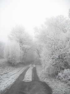 冬, 霧氷, 冷, 霜, ツリー, 葉, 枝