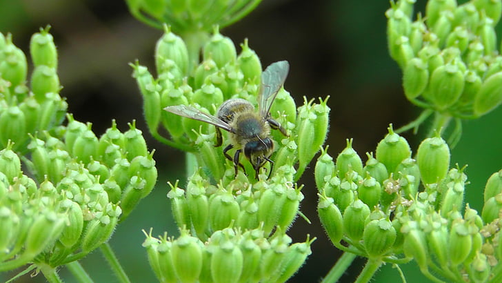 Bee, werknemer bee, bloem, natuur, insect, plant, Close-up