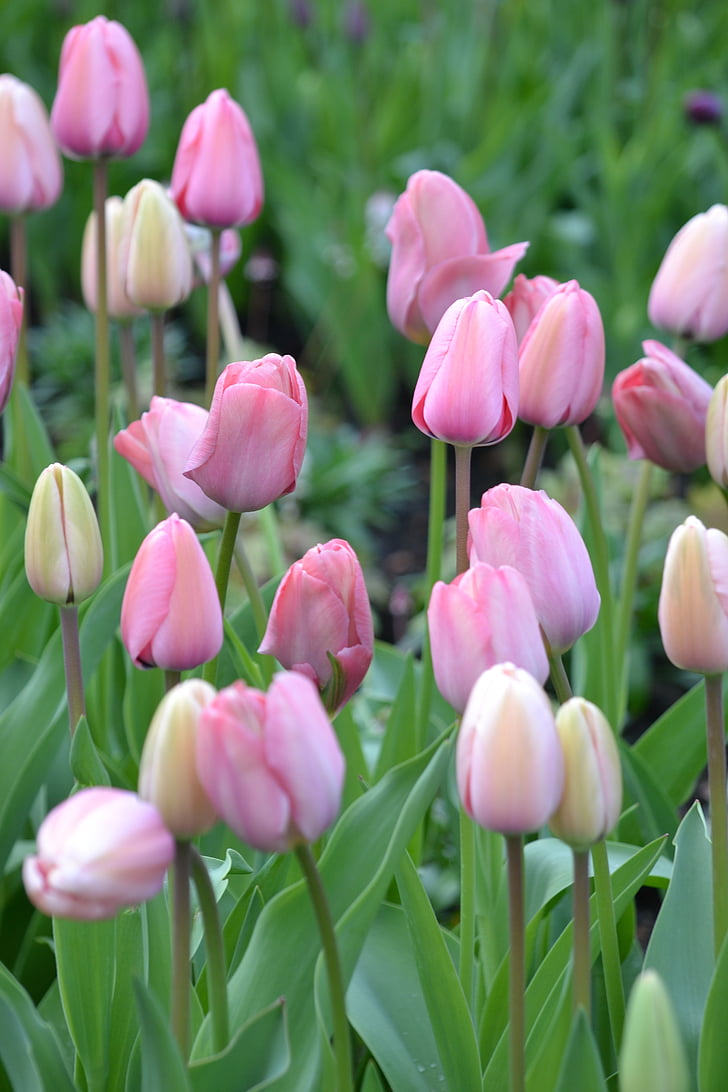 tulipány, ružová, Príroda, kvety, Zavrieť, jarné kvety, rezané kvety