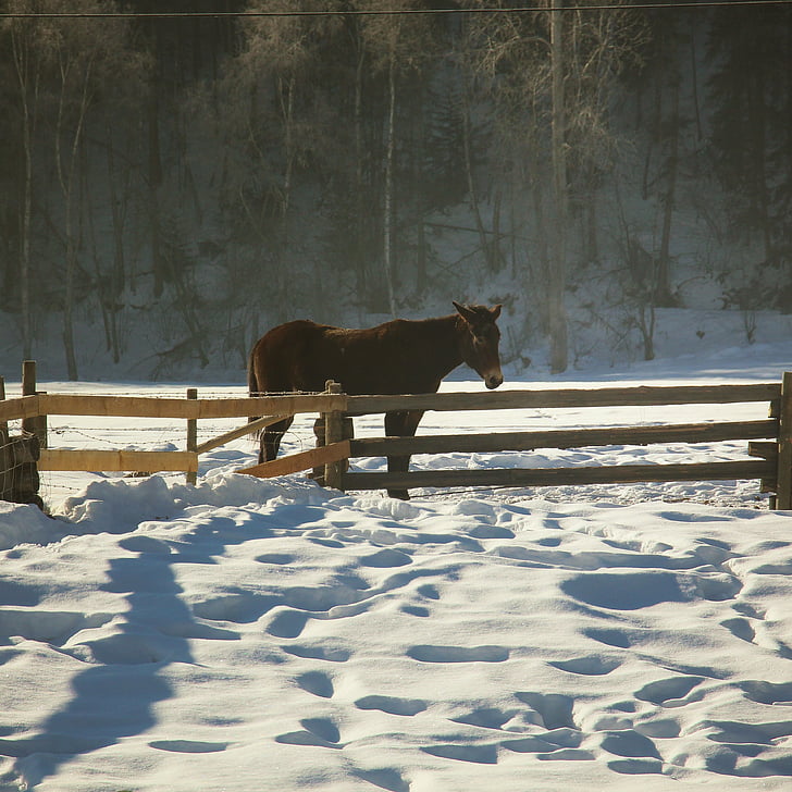 ló, kerítés, Farm, téli, prérik, hó, árnyékok