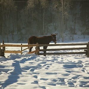 caballo, cerca de, granja, invierno, praderas de, nieve, sombras