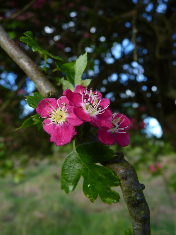 hawthorn, blossom, bloom, tree, nature, red, plant