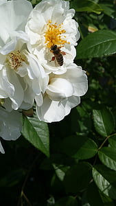 Роза, храст роза, пчела природа, Блосъм, Блум, листенца, романтичен