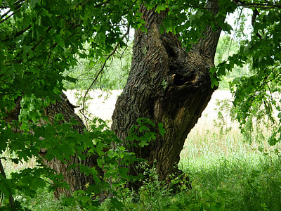 트리, 오래 된 나무, 그린 트리, 자연, 로그