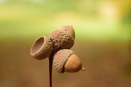 acorns, close, background, beautiful, autumn, nature, seeds