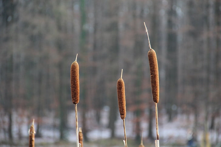 nature, nature reed, landscape, plant, water, marsh, cattail