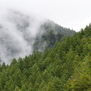 Грин, деревья, завод, Природа, лес, туман, холодная