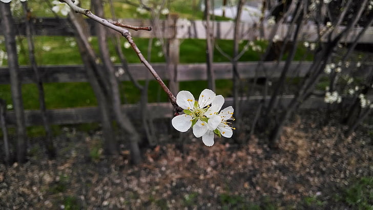 virág, fehér, kerítés, Blossom, fa, fióktelep, közeli kép: