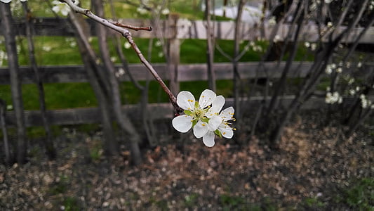fiore, bianco, recinzione, Blossom, albero, ramo, Close-up