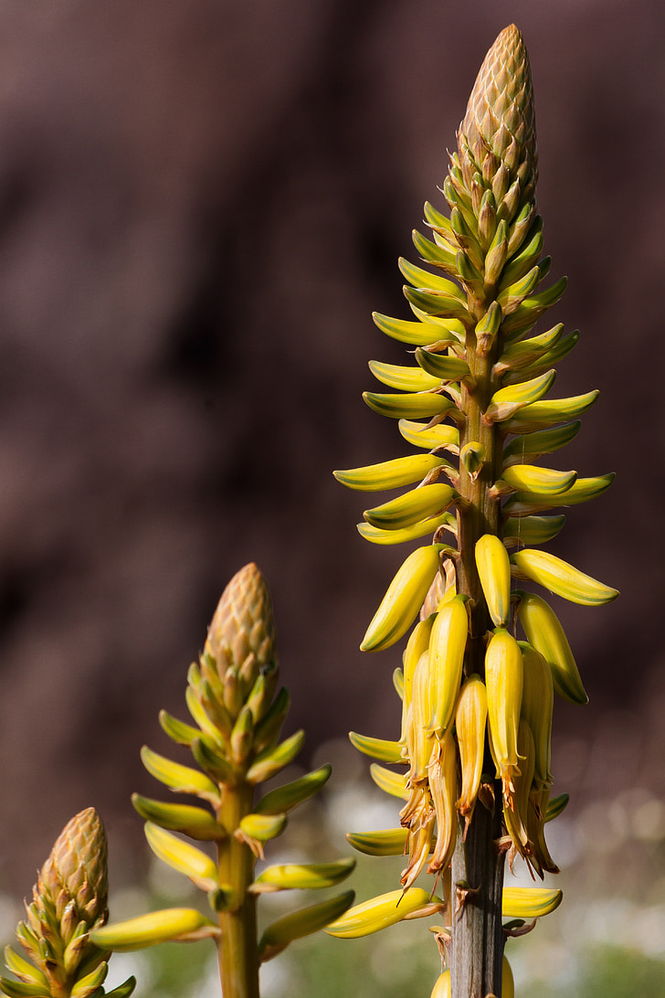 aloe verdadero, Aloe vera, asphodeloideae, Inflorescencia, amarillo, verde, planta