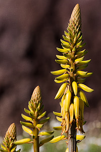 aloès vrai, Aloe vera, asphodeloideae, Inflorescence :, jaune, vert, plante