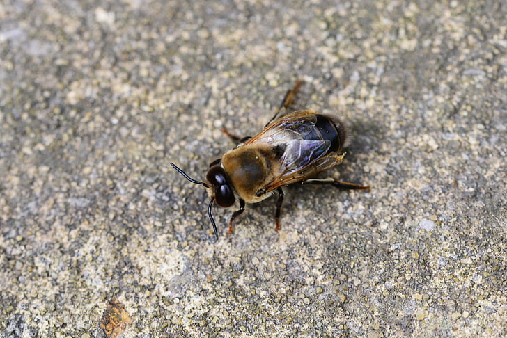 Drohne, Honigbiene, Männlich, Biene, Buckfast, starke, Insekt