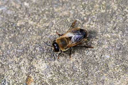 abellot, abella de la mel, mascle, abella, buckfast, fort, insecte