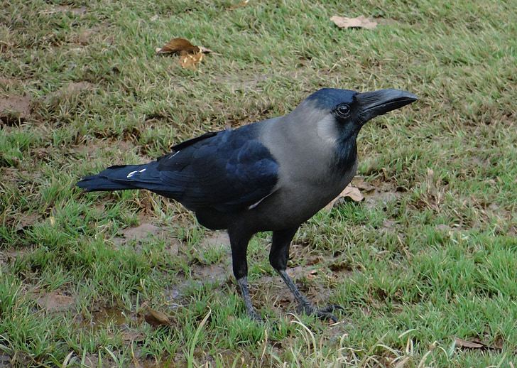 oiseau, Corneille de maison indienne, Corvus splendens, greynecked Indiens crow, Inde, mouche, ailes