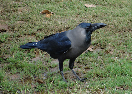 ptak, Indian house Wrona, Corvus splendens, Indian greynecked crow, Indie, latać, skrzydła