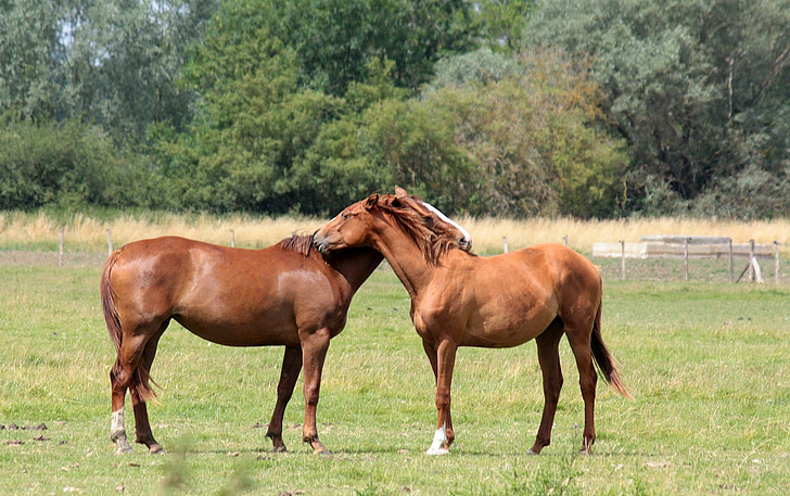 chevaux, embrassant, affectueux, équitation aux Jeux, animal, amour, campagne