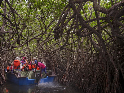 mangrovių, Šri lanka, miško, Gamta, atogrąžų, augalų, žalia