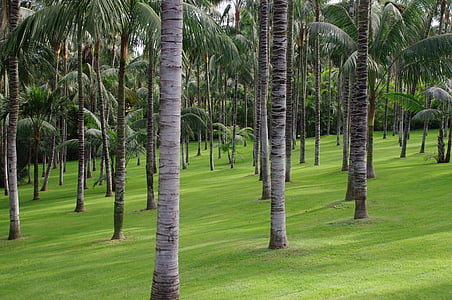 Palm puud, tropscher metsa, troopikas, meeleolu, valgus, atmosfäär, taust