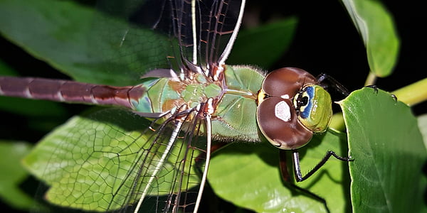 dragonfly, insect, winged insect, flying insect, wings, close up, arthropod