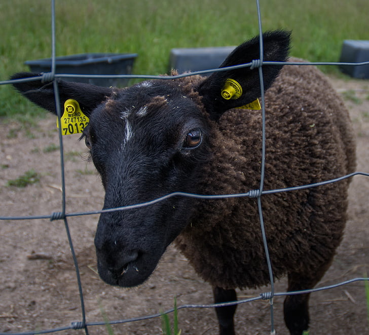 black sheep, sheep, fenced, fence, farm, wool, mammal