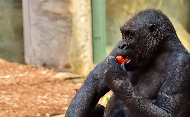 gorilla, feeding, hungry, zoo, hellabrunn, feed, eat