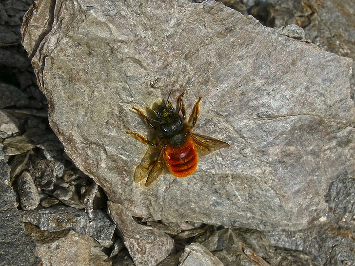 Orange bee, Wasp, Bee, Rock