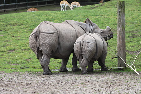 Rinoceronte, animal, mamífero, jardim zoológico, bebê, vida selvagem, safári