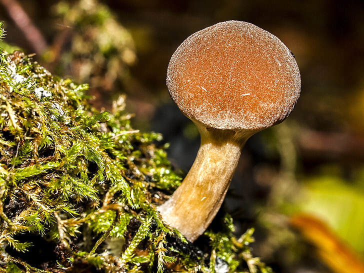 mushroom, autumn, forest, nature