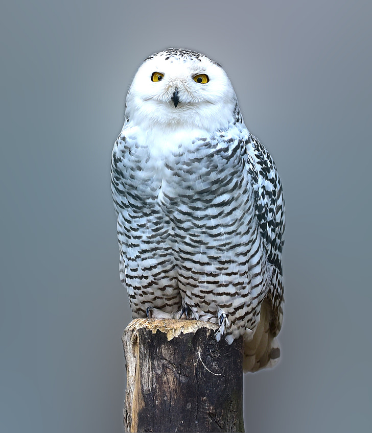 snow owl, owl, barn owl, eyes, bird, feather, animal