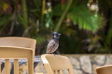 uccello esotico, Hawaii, uccello, Colore, all'aperto, pranzo, animale