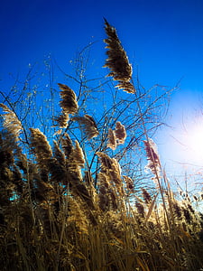 trava, šiljci, zalazak sunca, Zima, priroda, nebo, plava
