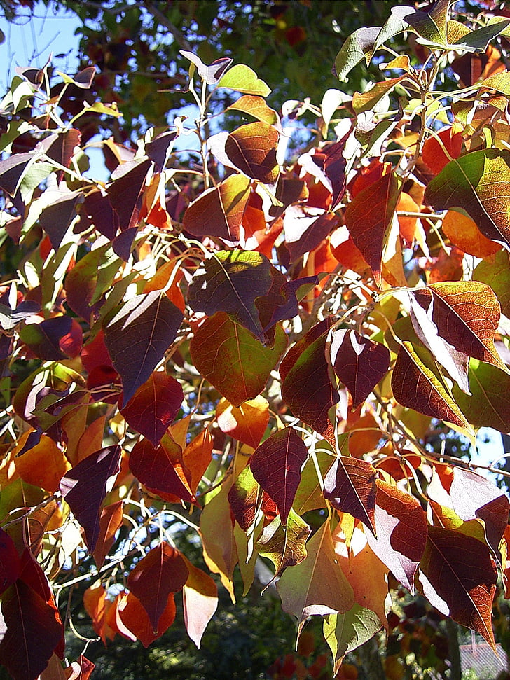 list, lišće, drvo, Sezona, jesen, jesen, godišnja doba