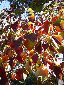 listov, listi, drevo, sezona, jeseni, padec, letni časi