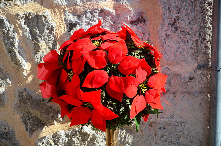 arrangement, blumenstock, Mallorca, solen, forår, rød, blomst