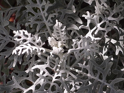λευκό fuzzy groundsel, φυτό, μακροεντολή, λευκό, φύση, το καλοκαίρι, φύλλο