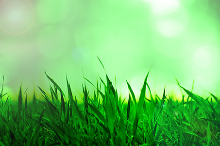erba, Priorità bassa, natura, naturale, sole, Sunshine, verde