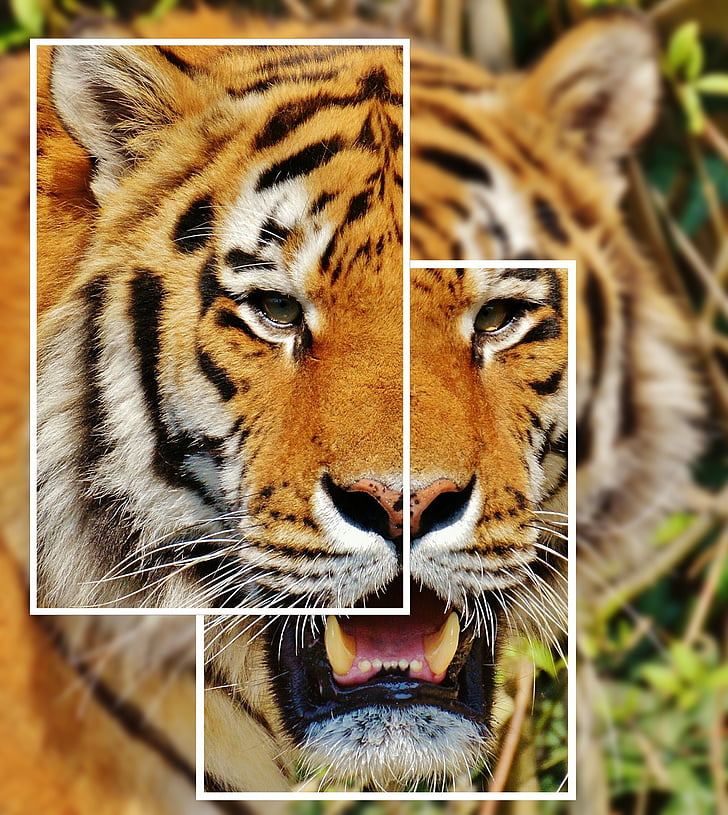 Tiger, collage, rovdyr, pels, vakker, farlig, katten