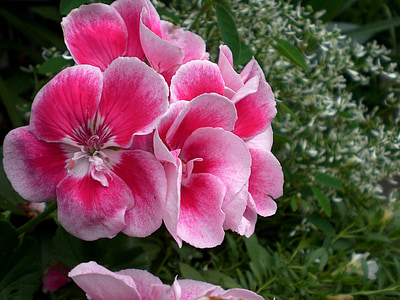 pelargonija, gėlės, rožinė, kilnus pelargonijoms, pelargonijoms grandiflorum