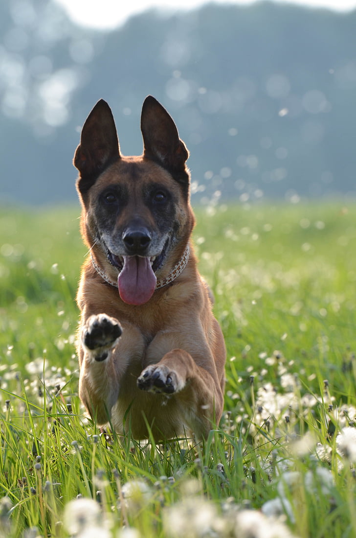 Μαλινουά, Βέλγικος Ποιμενικός Σκύλος, πικραλίδα Λιβάδι, Λιβάδι, σκύλο που τρέχει στο Λιβάδι, εγγραφή κίνησης, κατοικίδιο ζώο