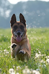 malinois, สุนัขเลี้ยงแกะที่เบลเยียม, ทุ่งหญ้าแบบดอกแดนดิไล, ทุ่งหญ้า, สุนัขทำงานบนทุ่งหญ้า, บันทึกการเคลื่อนไหว, สัตว์เลี้ยง