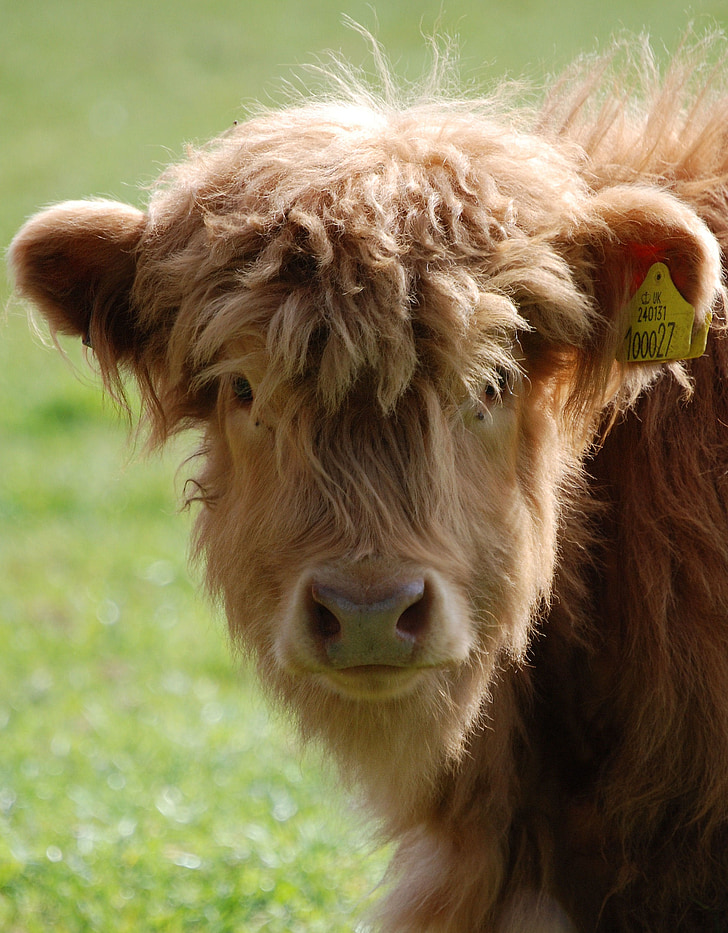 Highland, bestiar, vaca, animals de granja, pelut, marró