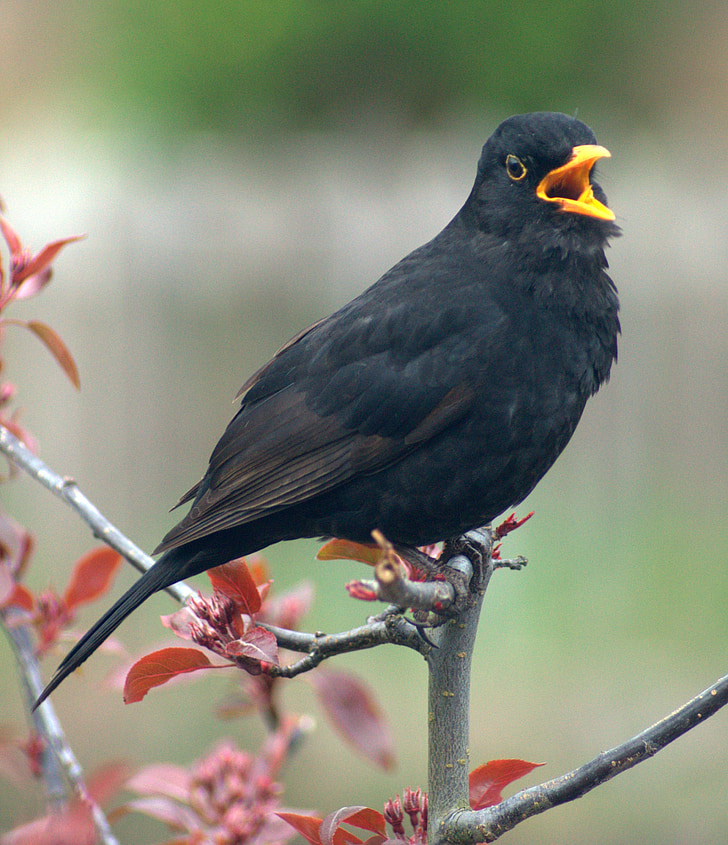 Blackbird, burung, panggilan, berkokok, memanggil, pagi, ilmu burung