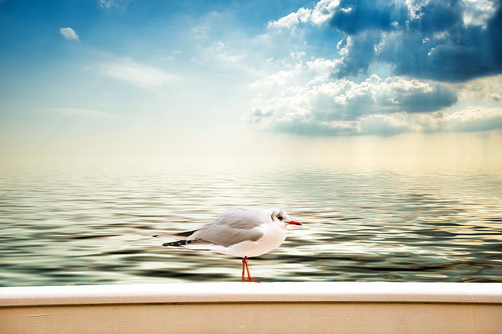 seagull, clouds, sea, sky, water background, lake, one animal