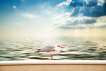 Seagull, nubes, mar, cielo, Fondo de agua, Lago, un animal