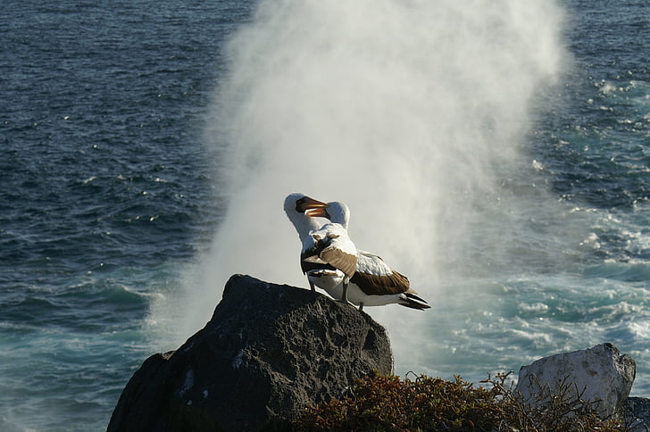 albatri, più, acqua, roccia, uccello, Galapagos, Ecuador