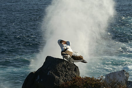albatrosi, vairāk, ūdens, klints, putns, Galapagu, Ekvadora