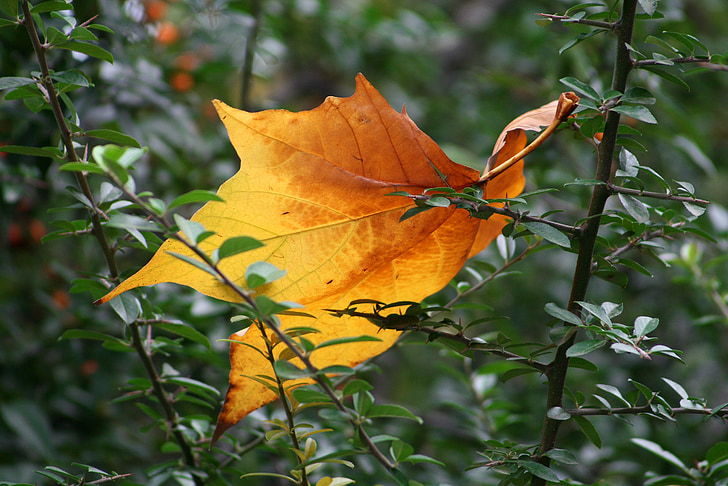 otoño, follaje, Bush, días de fiesta, tan, hoja de otoño, rama