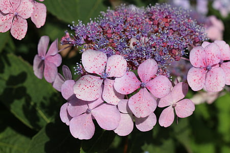 Hortensia, púrpura, jardín, planta, flor, floración