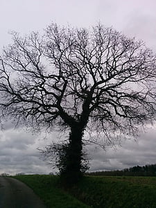 tree without leaves, autumn, field, tree, nature